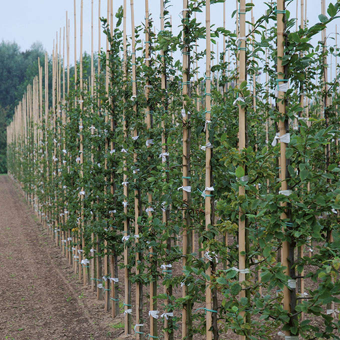 Tonkin-Stab 120 cm ø 10-12 mm, Bund à 250 Stück