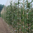 Tonkin-Stab 420 cm ø 30-35 mm, Bund à 25 Stück