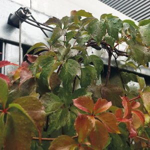 Spalierset GRIPPLE Edelstahl