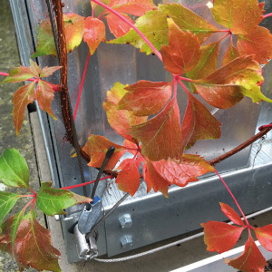 Spalierset GRIPPLE Edelstahl