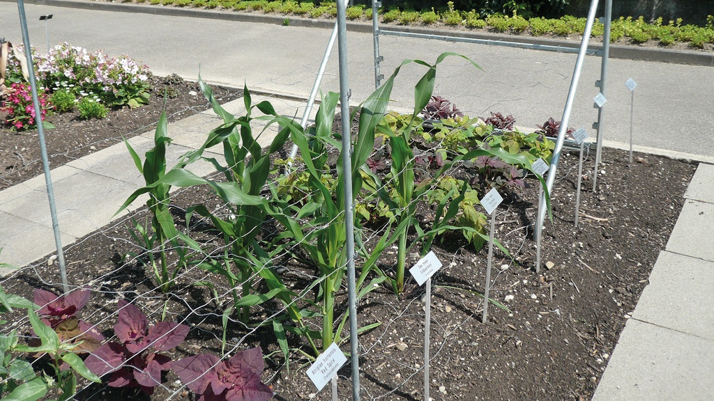 Stützen für Schnittblumen-Drathgeflechte als Zwischenstütze