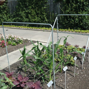 Stützen für Schnittblumen-Drathgeflechte als Zwischenstütze