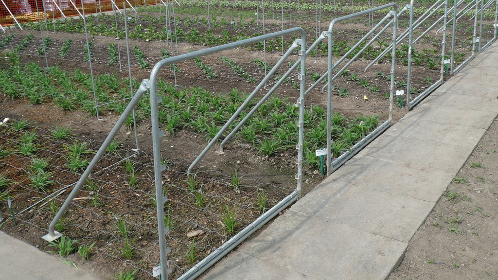 Stützen für Schnittblumen-Drathgeflechte als Zwischenstütze