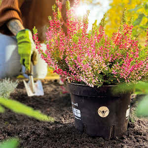 Pflanztopf BIO 12 x 9.4 cm