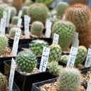 Kakteen-Container schwarz 16x16x16 cm, 96 Stück