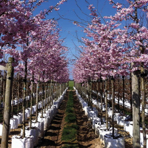 Baumschulcontainer White Bag 750 lt