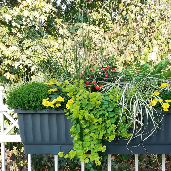 Blumenkasten VENEZIA anthrazit 60 cm, inkl. Wasserstandsanzeiger