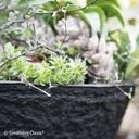 OASIS® BLACK BIOLIT® Pflanzschale ø 40 cm