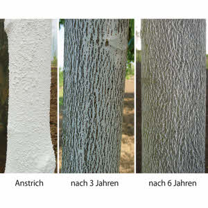 Stammschutzfarbe ARBO-FLEX 7 plus, Weissanstrich 5 kg