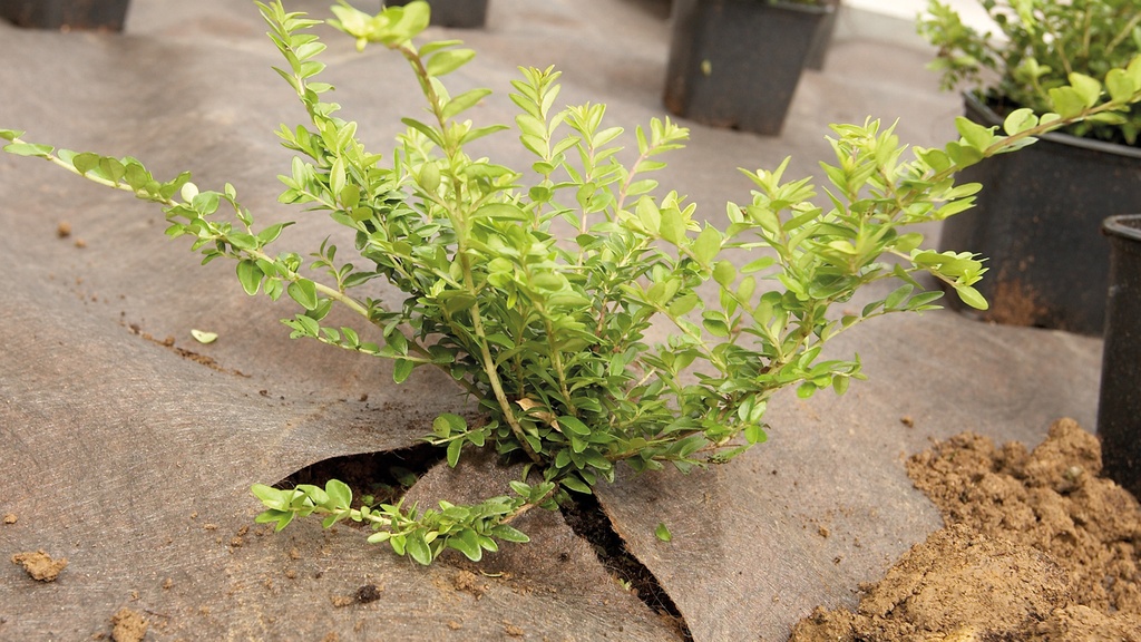 Unkrautvlies PLANTEX GOLD, 100 m lang, 200 cm breit