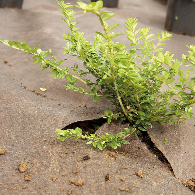 Unkrautvlies PLANTEX GOLD, 100 m lang, 200 cm breit