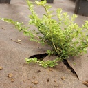 Unkrautvlies PLANTEX GOLD, 100 m lang, 200 cm breit