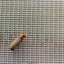 135.600_Kulturschutznetz FILBIO, 100 m lang, 220 cm breit