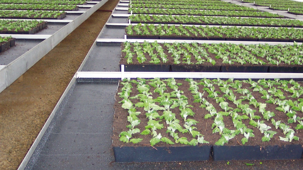 Bewässerungsmatte VIVAPLUS, 300 g/m², 2-lagig, 50 m lang, 200 cm breit