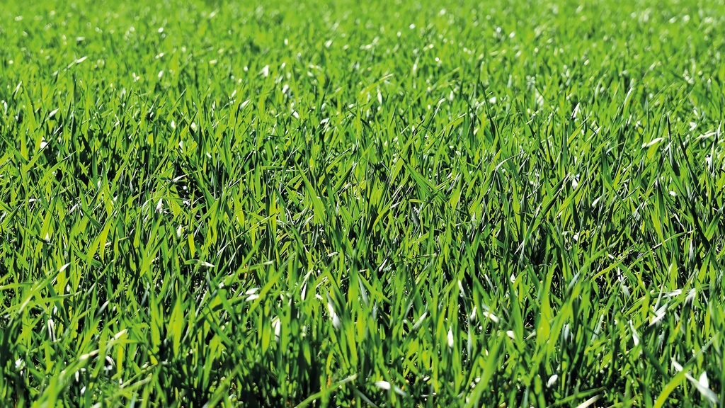 370.023_Rasendünger QUALI-GREEN Opti, Sack à 25 kg