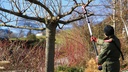 Teleskopstange für Akku-Gartenschere FELCO 834W