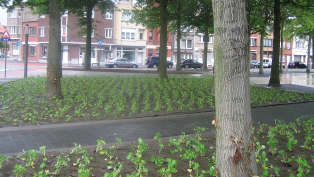 Bio-Bändchengewebe DURACOVER, 130 g/m2, 100 m, 500 cm breit