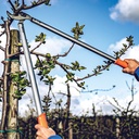 Astschere LÖWE 22.080 gebogener Amboss