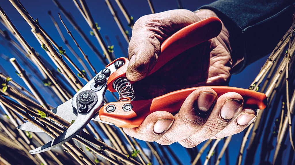 Baumschere LÖWE 11.107, 21 cm lang