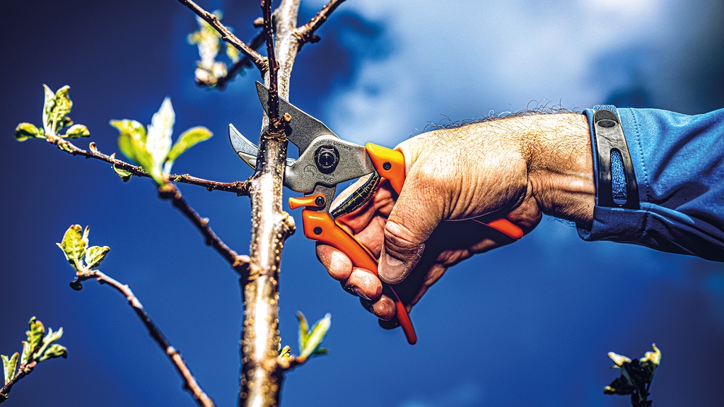Baumschere LÖWE 8.107, 21 cm lang