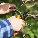 Baumschere PICA 4, Länge 17.7 cm