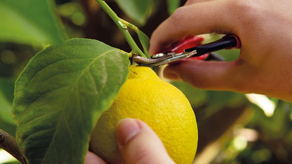 Ernte- und Leseschere FELCO 320, 15.4 cm lang