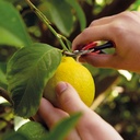 Ernte- und Leseschere FELCO 320, 15.4 cm lang