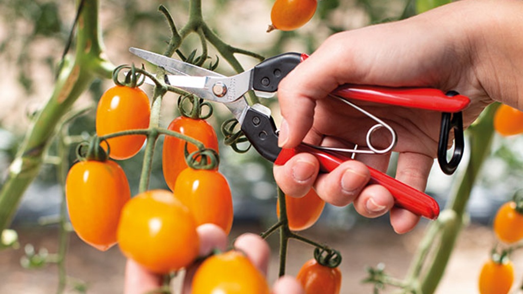 l_206.506_Felco_322_2_web