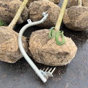 Ballenarm mit Dornenleiste