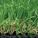 204.891_Kunstrasen TIARA FORTEZZA Breite 400 cm, Länge nach Wunsch (max. 25 m)