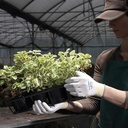 282.550.09_Schutzhandschuhe SHOWA weiss, Grösse 9/XL