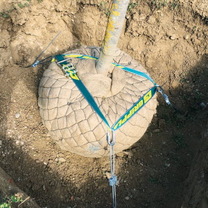Wurzelballenverankerung GRIPPLE PRBK 3 mit Erdanker