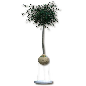 Wurzelballenverankerung GRIPPLE CFK 3 mit Ringschraube