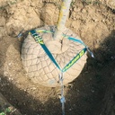 Wurzelballenverankerung GRIPPLE CFK 5 mit Ringschraube