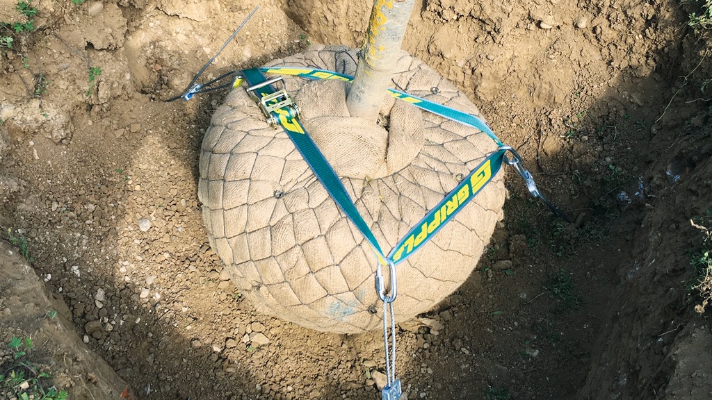 Wurzelballenverankerung GRIPPLE DMK 5 mit Schlaufen