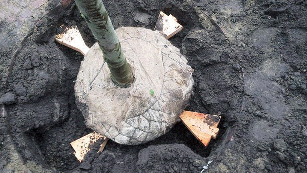 Wurzelballenverankerung ARBRETIO®