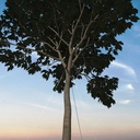 Baumverankerung GRIPPLE TGK 3