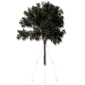 Baumverankerung GRIPPLE TGK 4