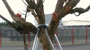 Baumverankerung, Baumhöhe 4-7 m