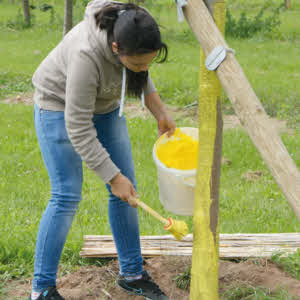 Voranstrich LX 60, für Stammschutzfarbe ARBO-FLEX 7 plus, 1 Liter