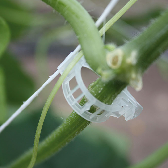 Pflanzenbefestigungsclip 25 mm terracotta, Beutel à 500 Stück