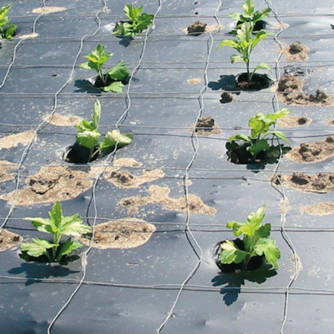 Mulchfolie BIO, 100 m lang, 100 cm breit