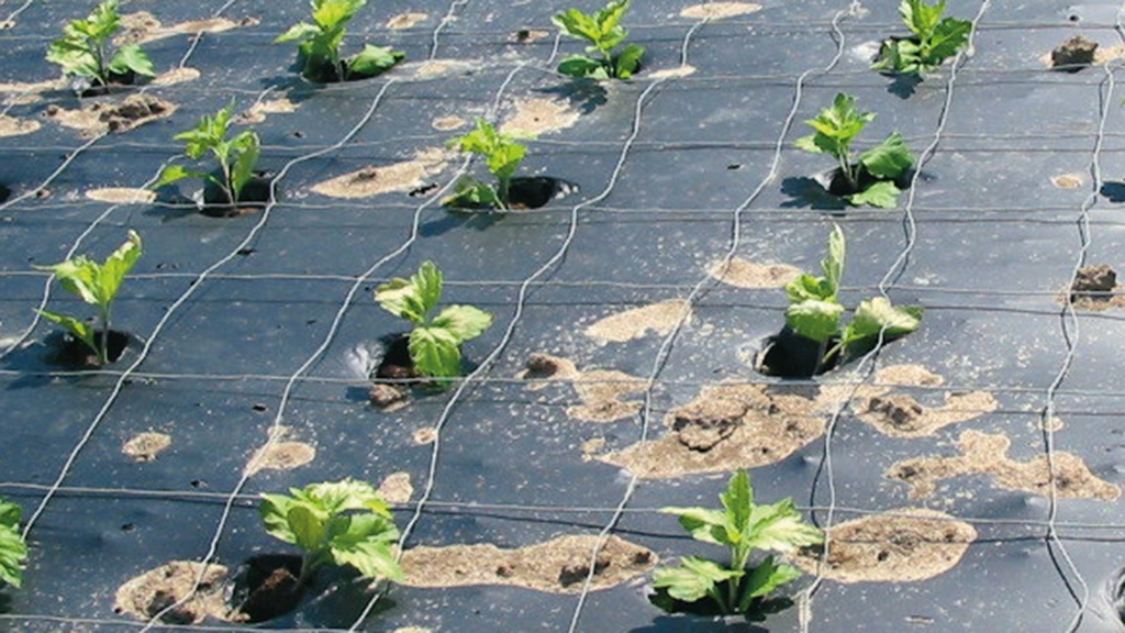 Mulchfolie BIO, 100 m lang, 140 cm breit