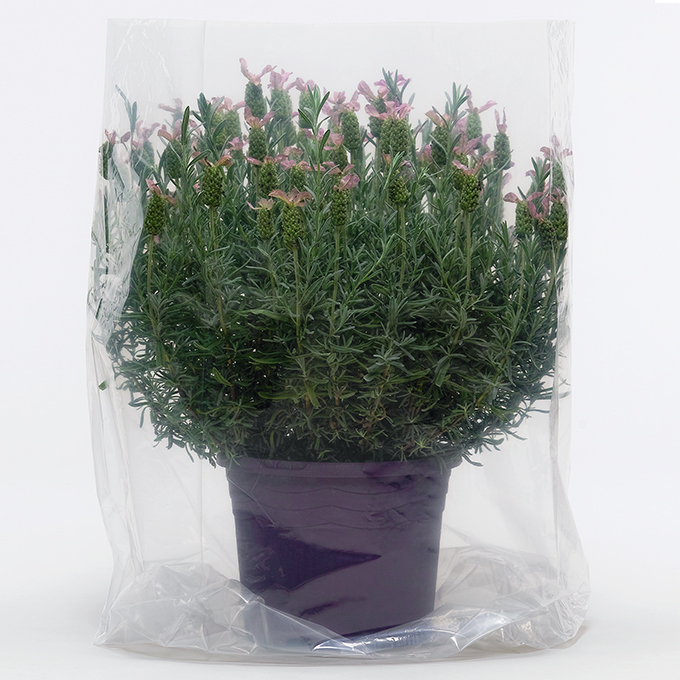 Sac transparent, 60 x 75 cm, rouleau de 100 pièces