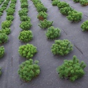 Toile de paillage BIOCOVERS, 157 g/m², longueur 50 m, largeur 200 cm