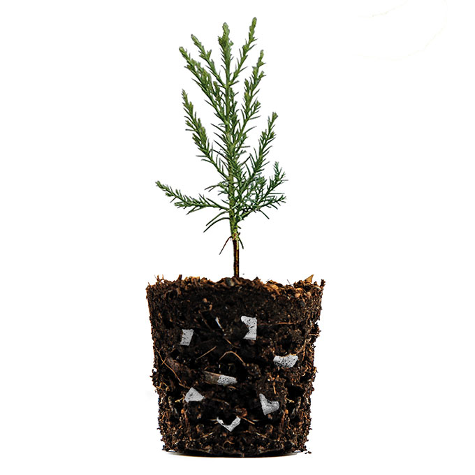 Cube non-tissé LITE-CUBES BIO1, sac de 50 litres