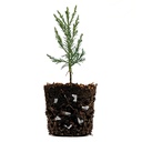 Vlieswürfel LITE-CUBES BIO1, Sack à 50 Liter