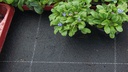 Tapis d'irrigation VIVAPLUS, 300 g/m², 2 couches, longueur 50 m, largeur 165 cm