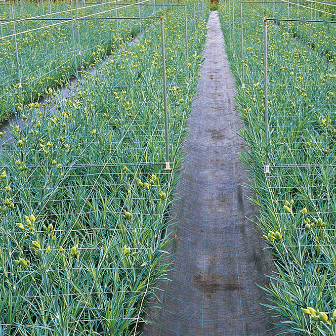 Blumenstütznetz aus Kunststoff 100 cm breit, 125x125 mm