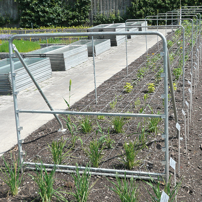 Stützen für Schnittblumen-Drathgeflechte als Zwischenstütze